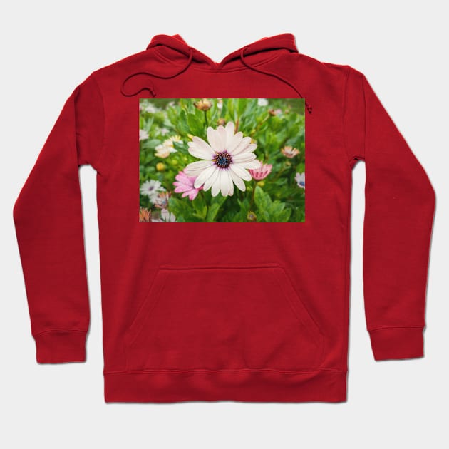 white asters Hoodie by psychoshadow